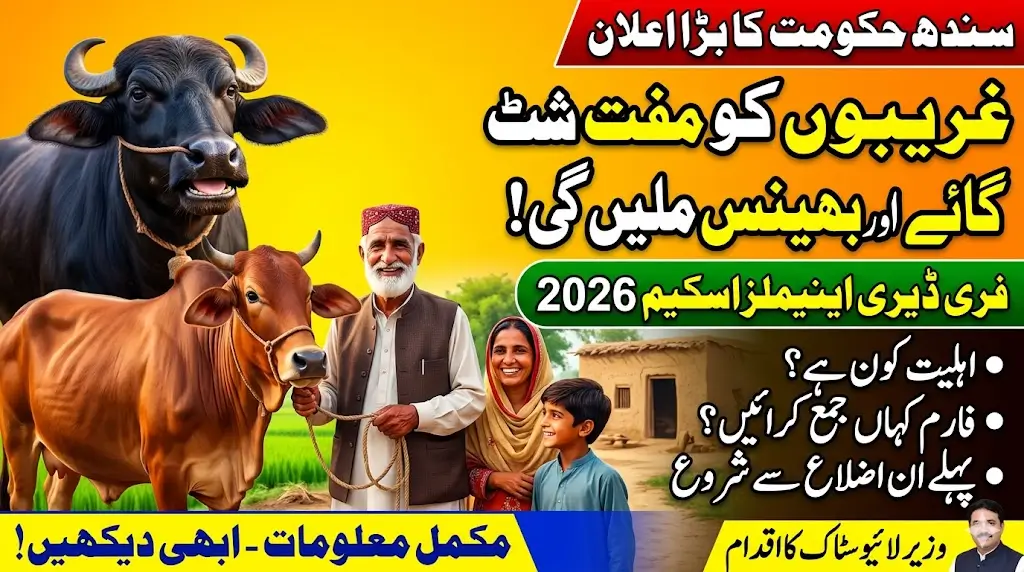 Sindh Government to Provide Dairy Animals to Poor Families – Who Is Eligible?